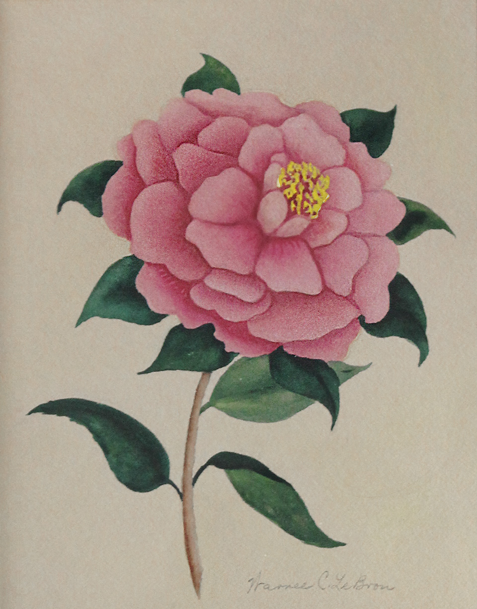 Camellias Alabama S Rose Of Winter Dixie Art Colony Foundation